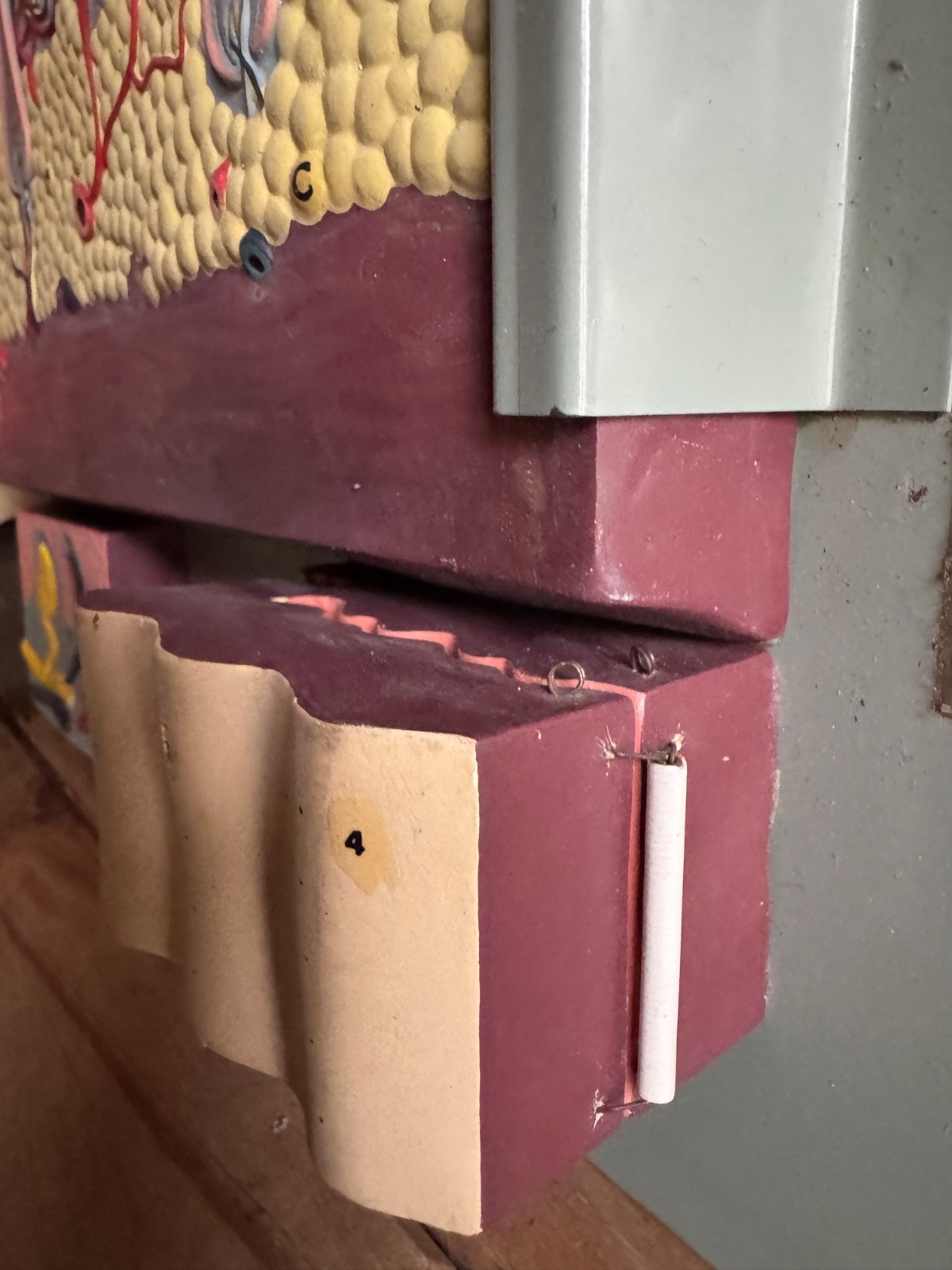 Vintage anatomical model of SKIN Hair follicle & sweat glands