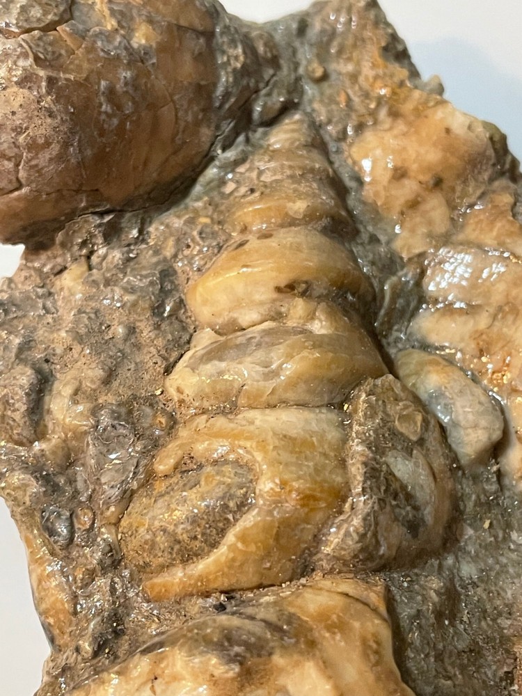 CLAM SHELL AND GASTROPOD MULTIPLE SPECIMEN