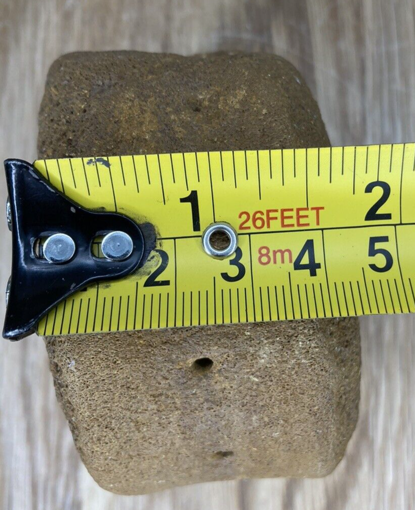 Fossil Specimen, Vertebrae, Lower Cretaceous, Berkshire, 85mm