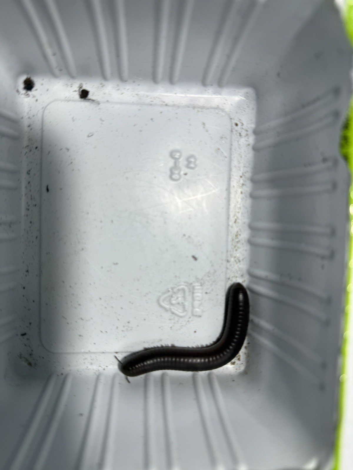 UV REACTIVE Hiltonius Pulchrus Millipede 5 Compost Classroom Pet Millipede Only