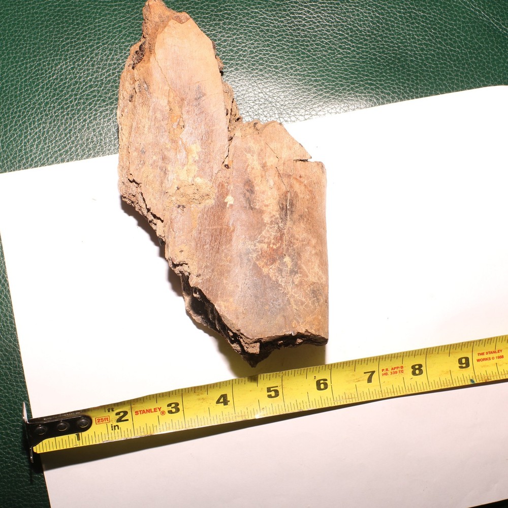 Large Dinosaur Bone Section - Authentic Fossil - Hell Creek Formation Cretaceous