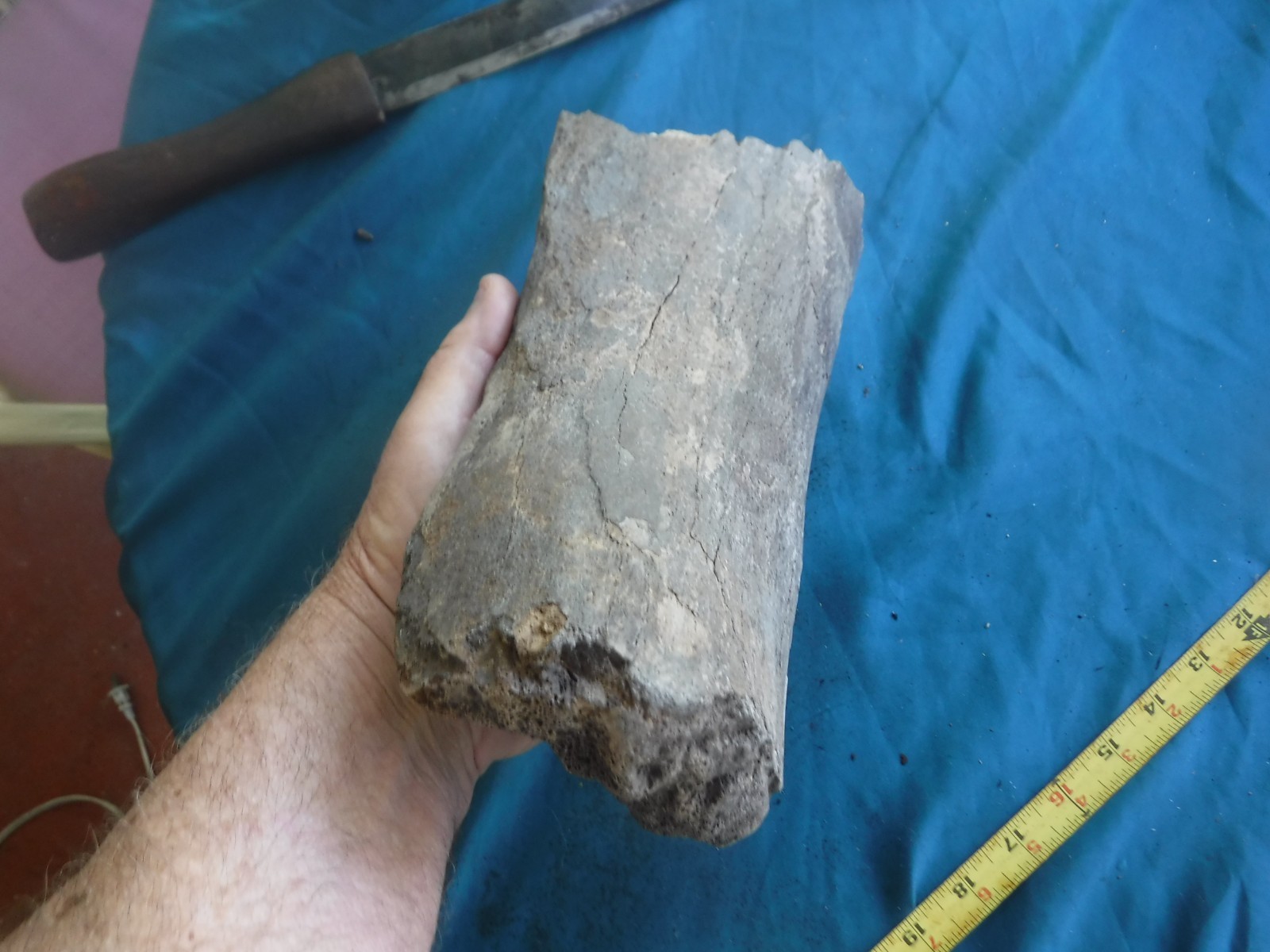 FOSSIL ICE AGE MAMUTH FEMUR BONE SECTION