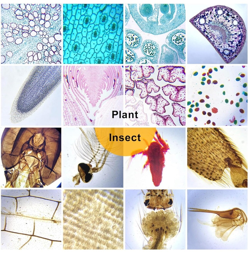 30 Microscope Slides with Specimens for Kids, Prepared Microscope Slides for ...