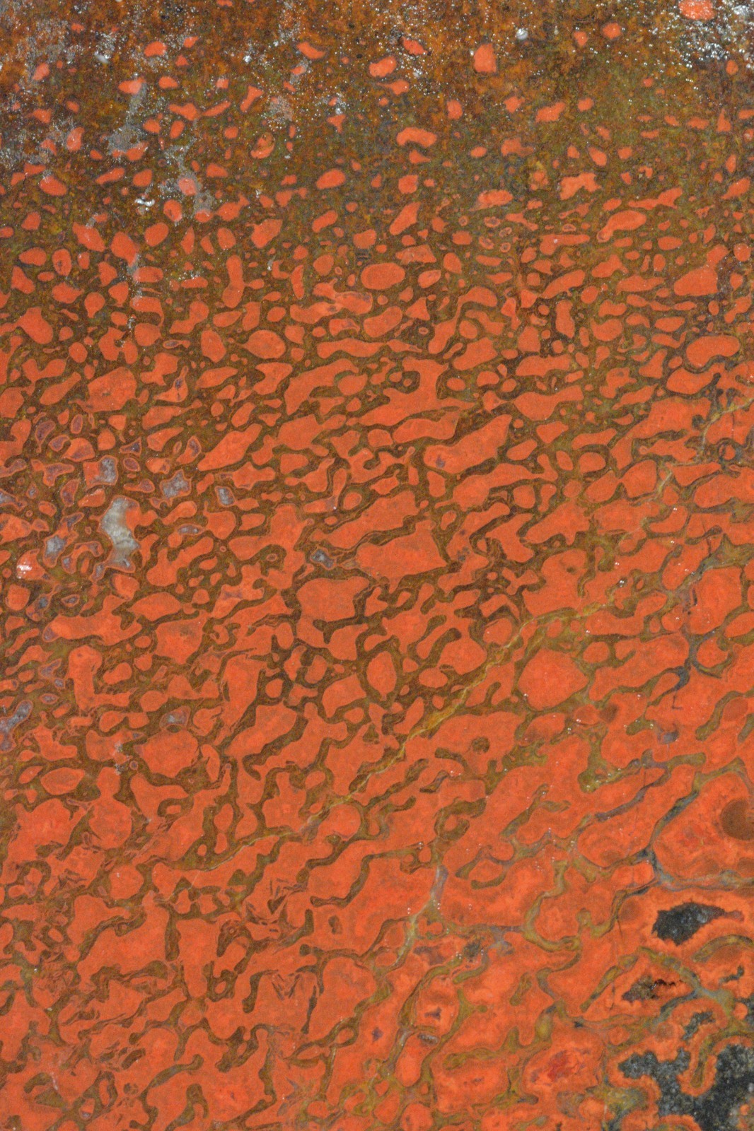 Orange Agatized Dinosaur Bone, New Mexico, 55 grams