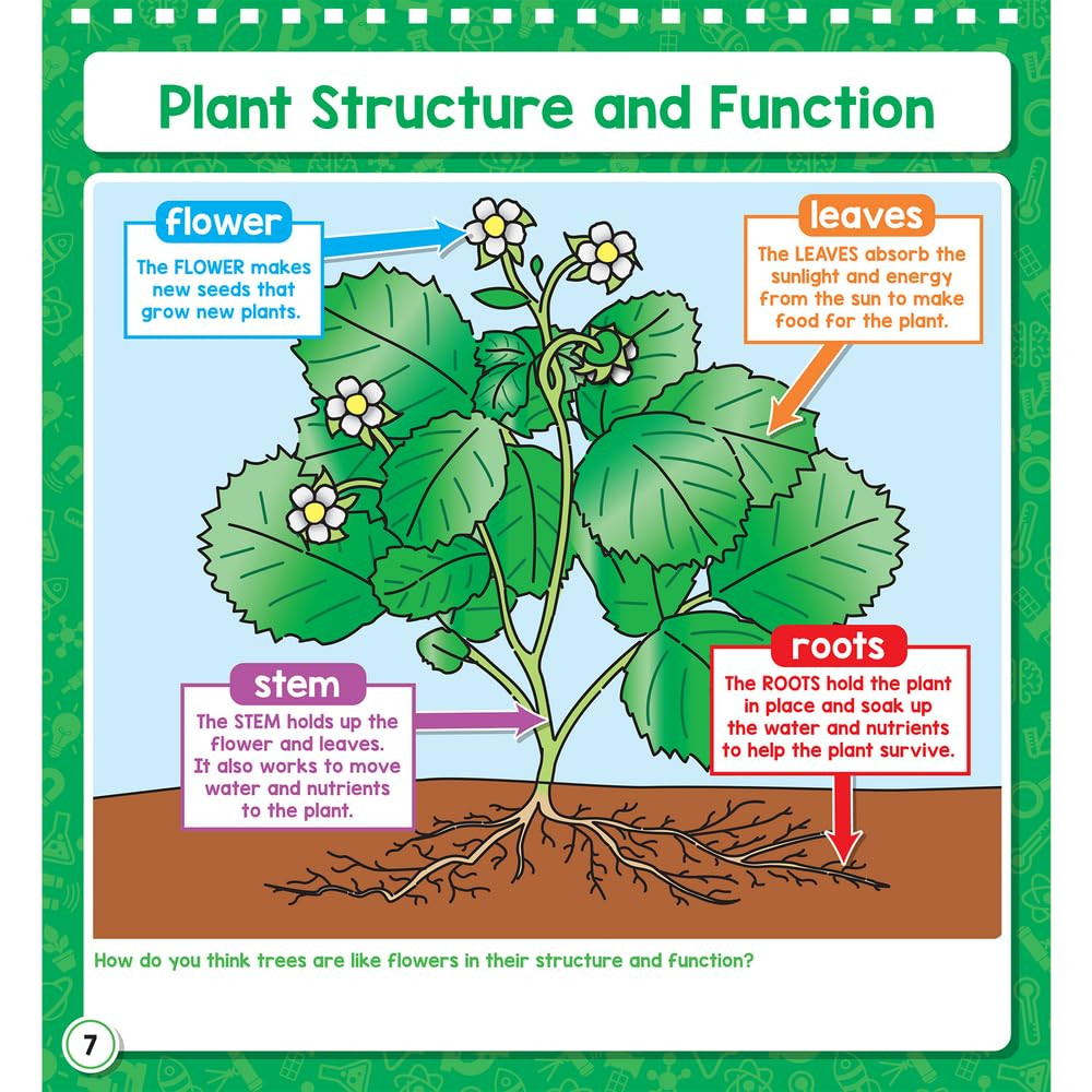Science Flip Chart Primary