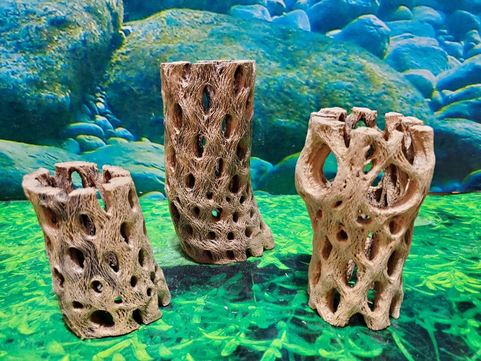 TEDDY BEAR CHOLLA Wood | 3 pcs, 3 sizes | Nice Air Plant Display Stands | Crafts