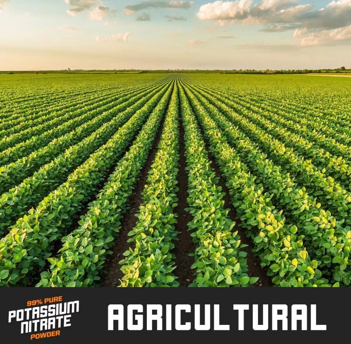 Premium Tree Stump Remover - 2.5 Pound - 99% Highly Refined - Multipurpose Use