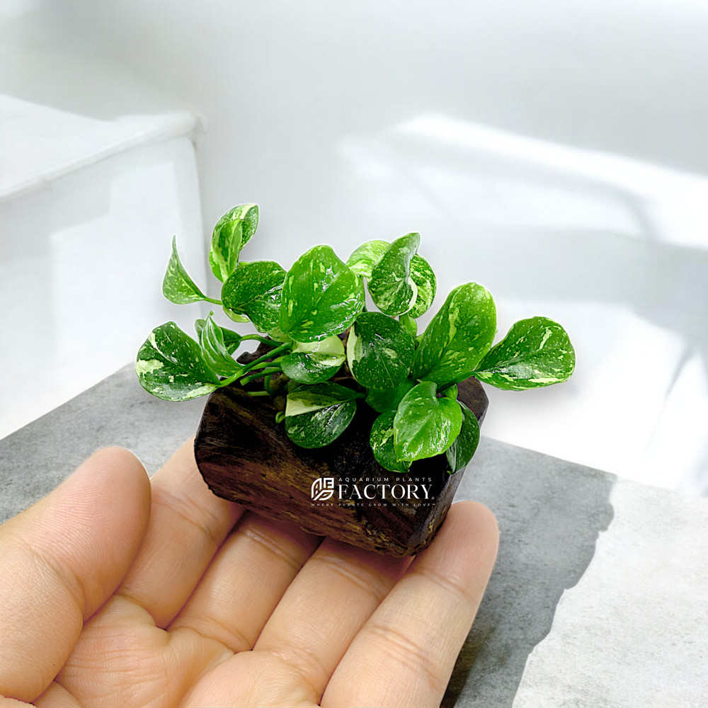 Anubias Panda Marble on Driftwood