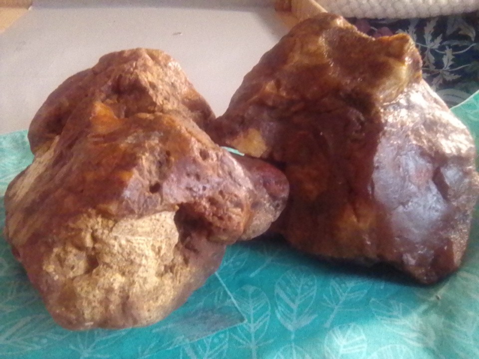 Petrified Wood