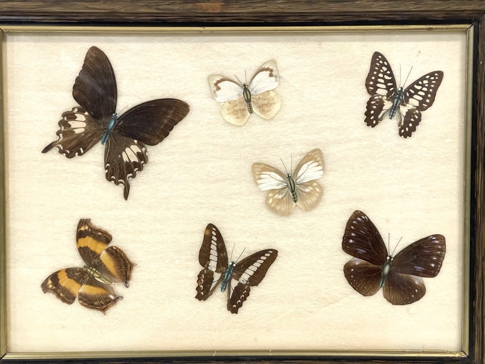 Vintage Butterfly Specimens Framed