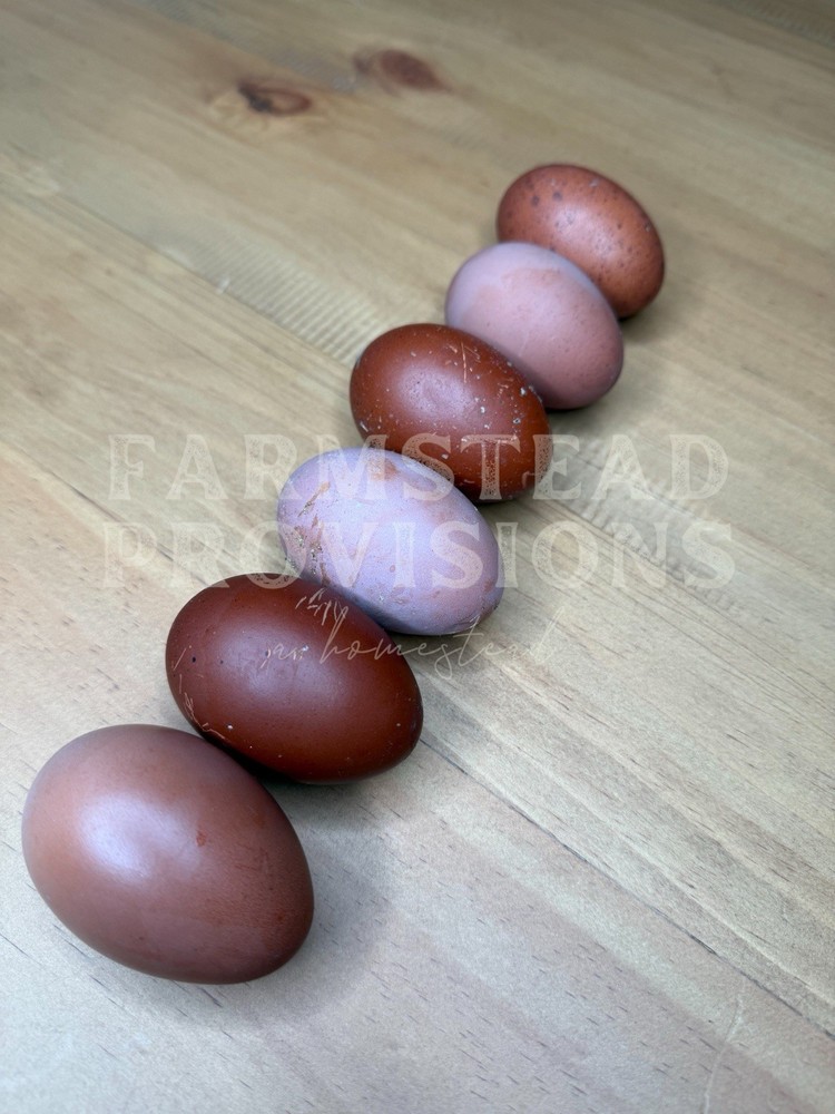 6+ Heavy Bloom Purple Black Copper Marans | PLEASE READ DESCRIPTION