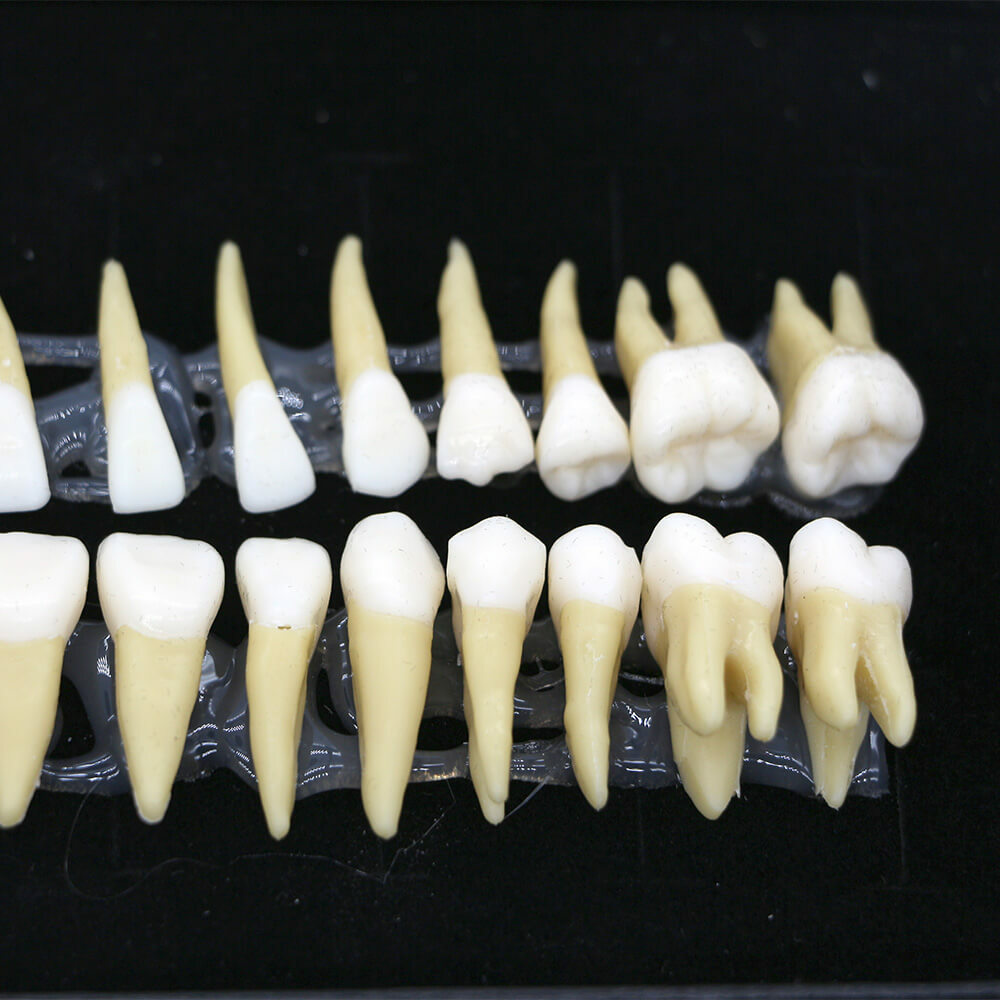 28Pcs 1:1 Permanent Teeth Demonstration Model, Teaching Study Tool
