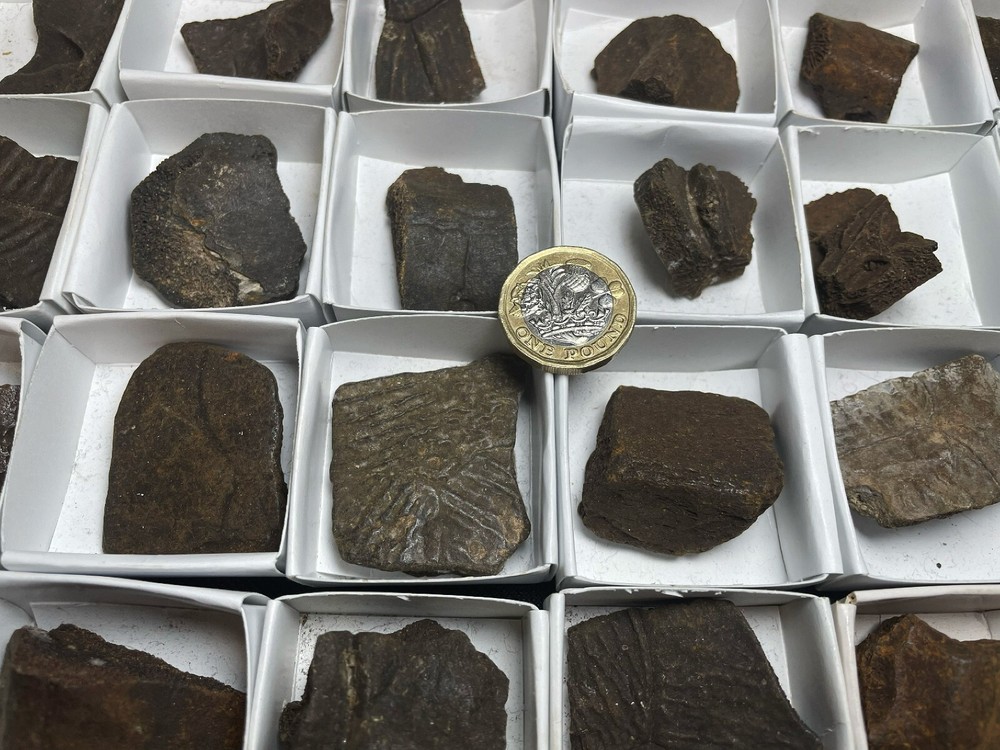 Fossilised Turtle Shell Pleistocene Over 1 Million Years Old