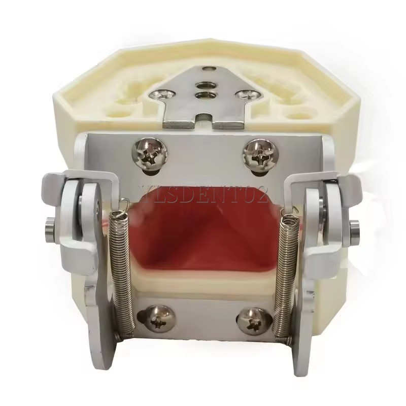 Standard Tooth Model Clinic Use High Quality Human Teeth Teaching Model