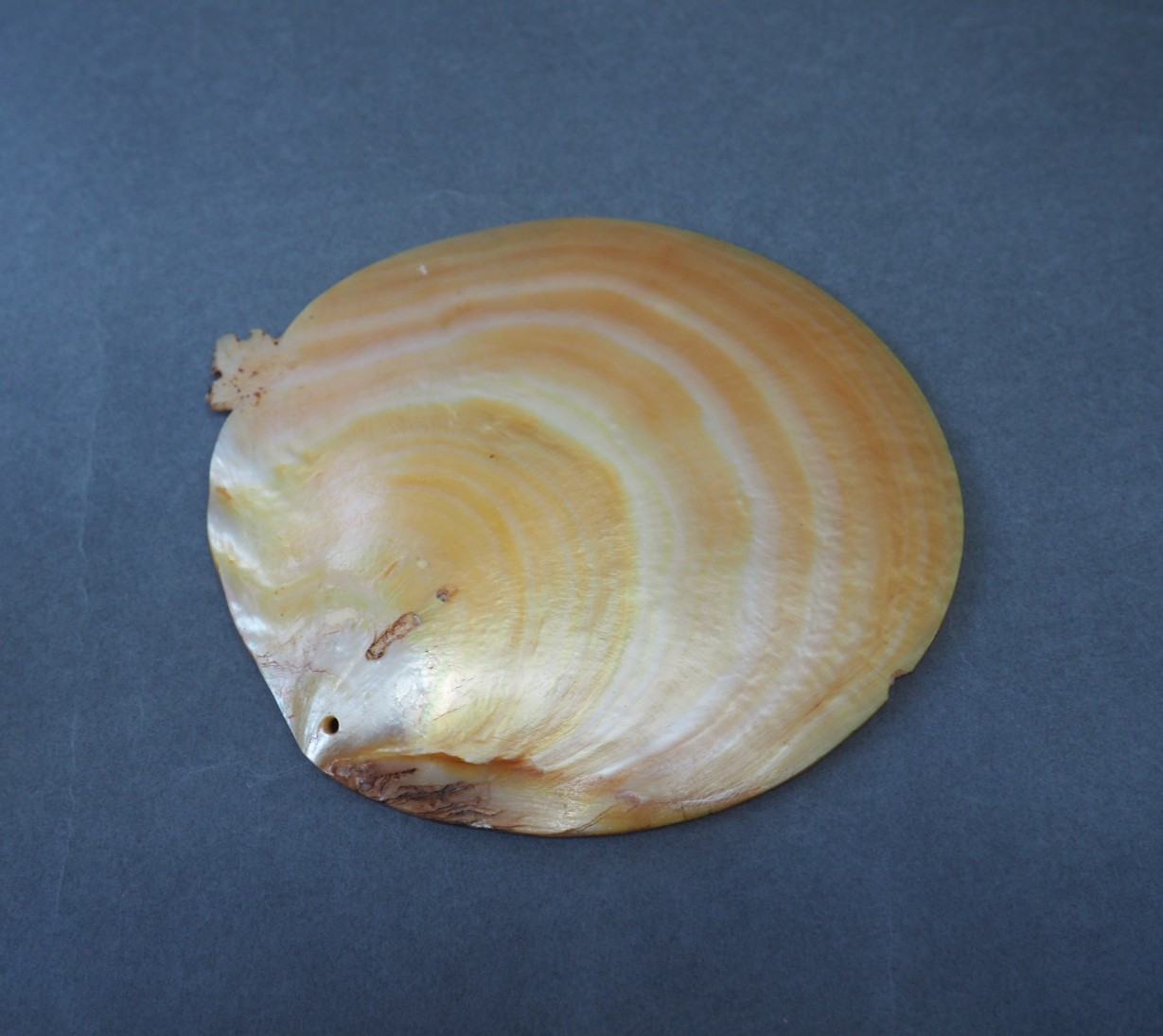 BEAUTIFUL OLD MOUNTED OCEANIC NEW BRITAIN PAPUA NEW GUINEA ARAWE CURRENCY SHELL