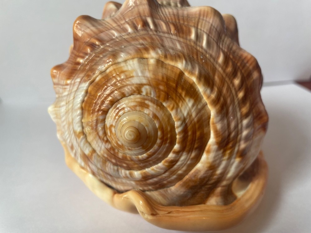 Scrimshaw shell cameo