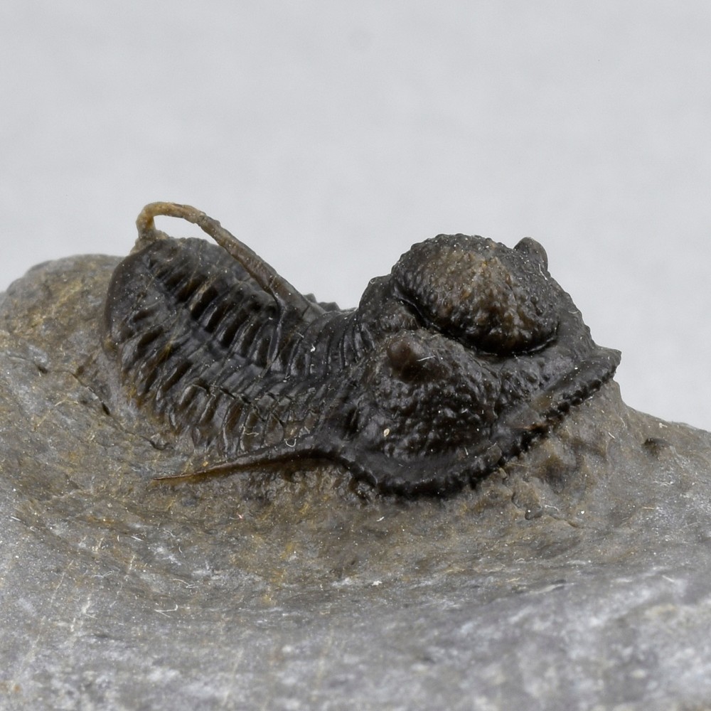 Fine trilobite Cyphaspis sp.