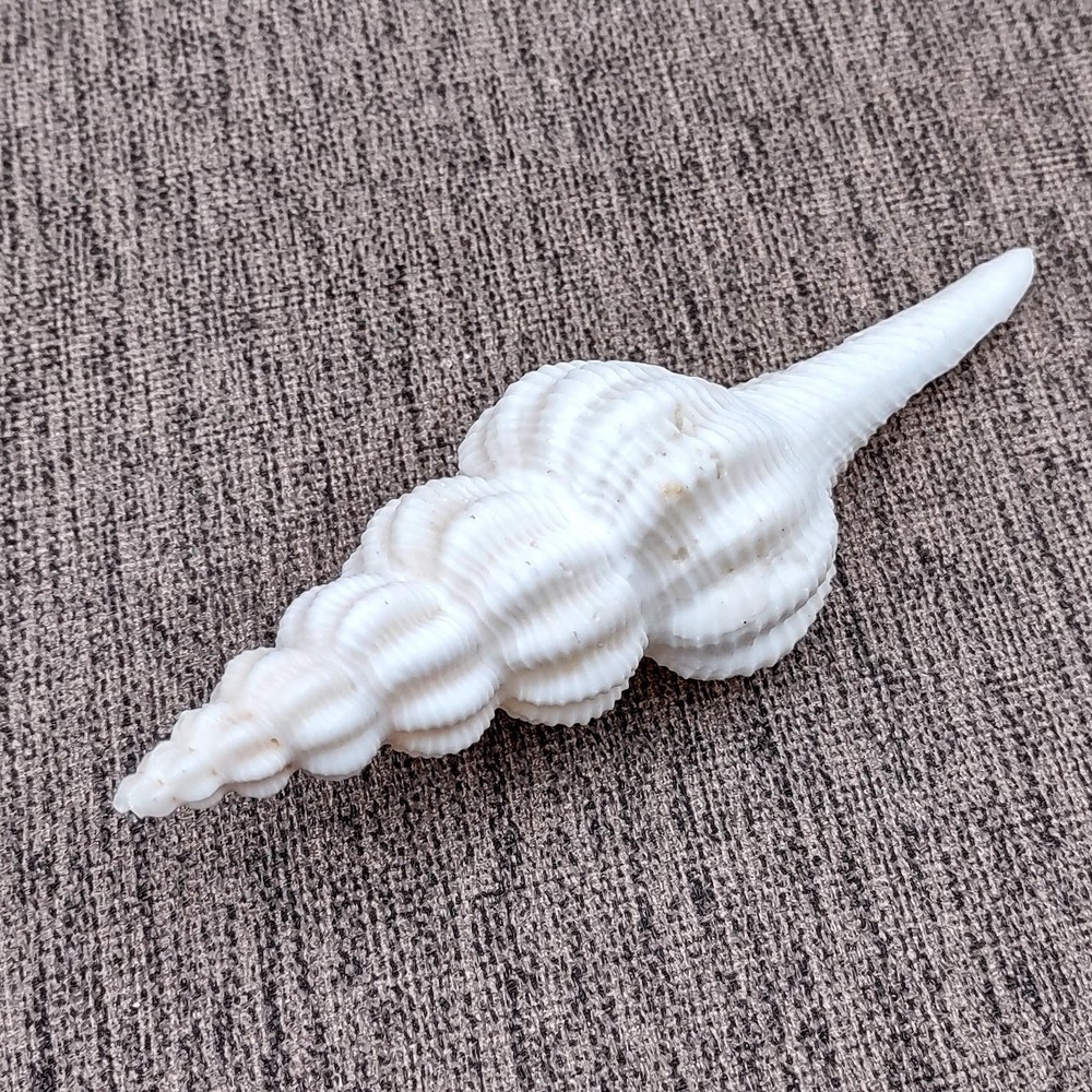 Large White Spindle Seashell Fusinus Inglorius (1 shell approx. 4.5+ inches)