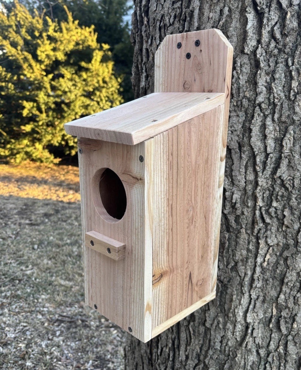 Large Cedar Owl Nesting Box House Screech Saw Whet Owl For Tree Fully Installed