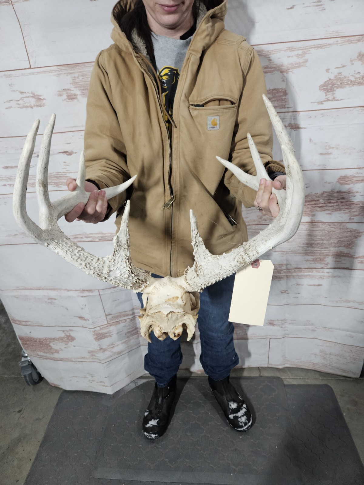 Wild 10 Point Whitetail Deer Antler Rack Horn European Skull Mount Man Cave 138"