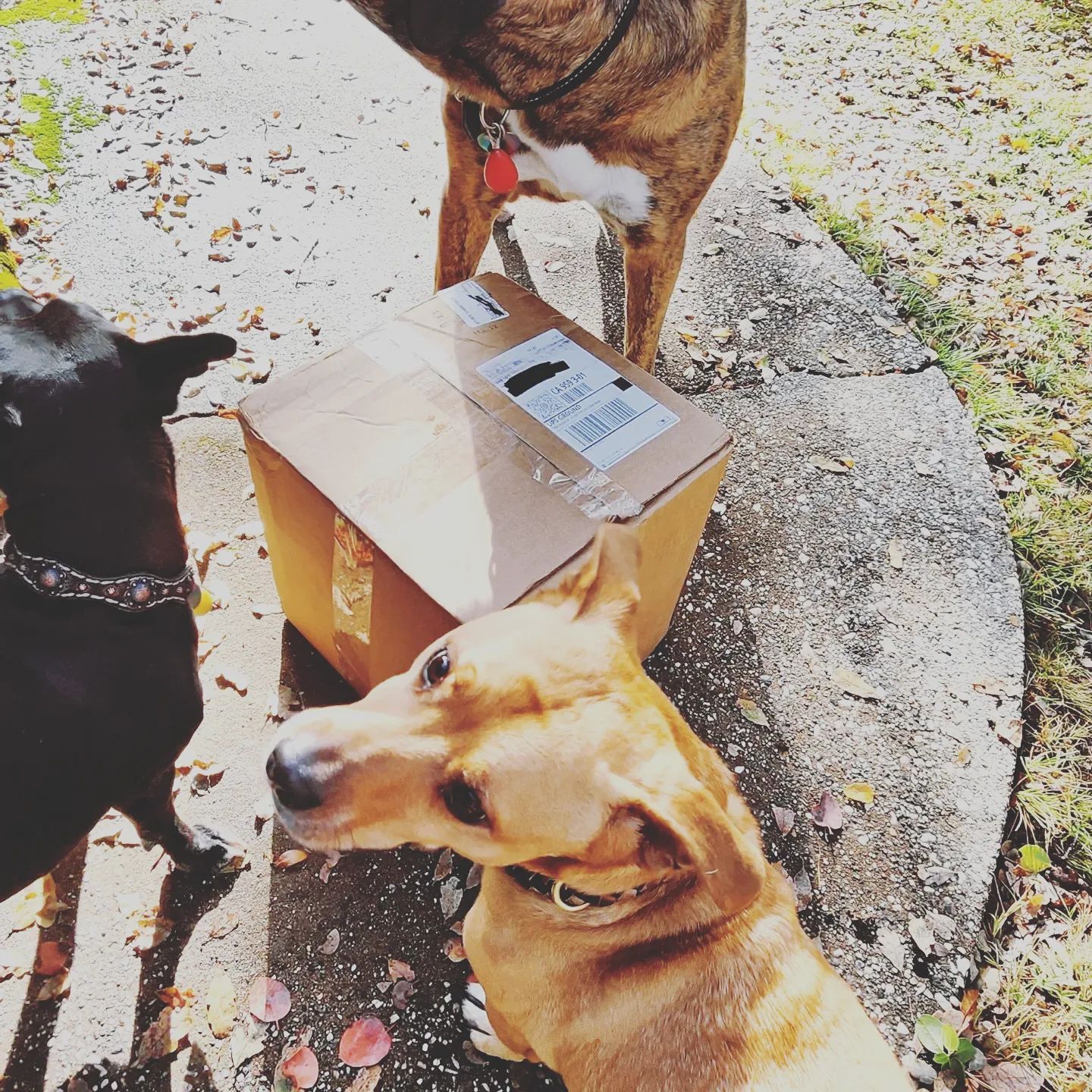 100 Used Tennis Balls for Dogs - FREE SHIPPING!