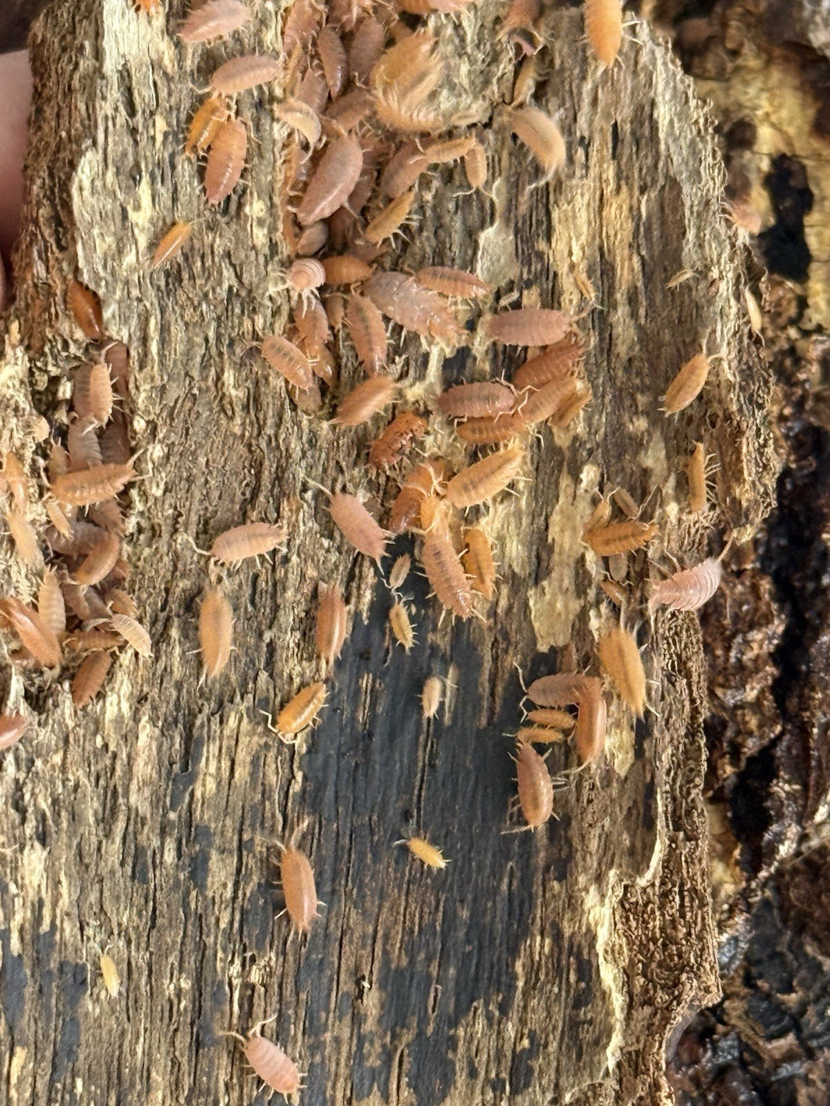 LIVE POWDER ORANGE ISOPODS Cleaning Crew Bioactive FREE SHIPPING