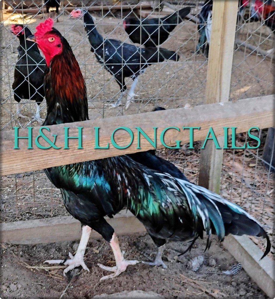 6 ASSORTED longtail Chicken hatching eggs L@@K!