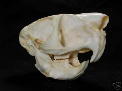 SPRING HARE   SKULL   REPLICA