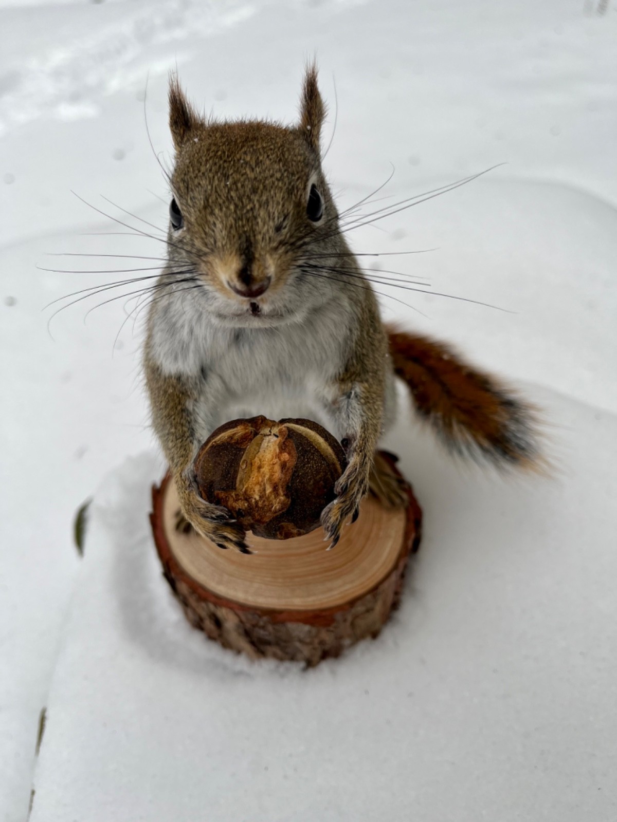 Red Squirrel Taxidermy, Squirrel Taxidermy, Pine Squirrel, Adirondacks, Gift!