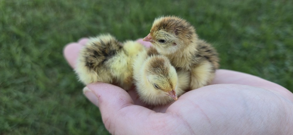 54 Celadon Coturnix Quail Hatching Eggs, True Blue
