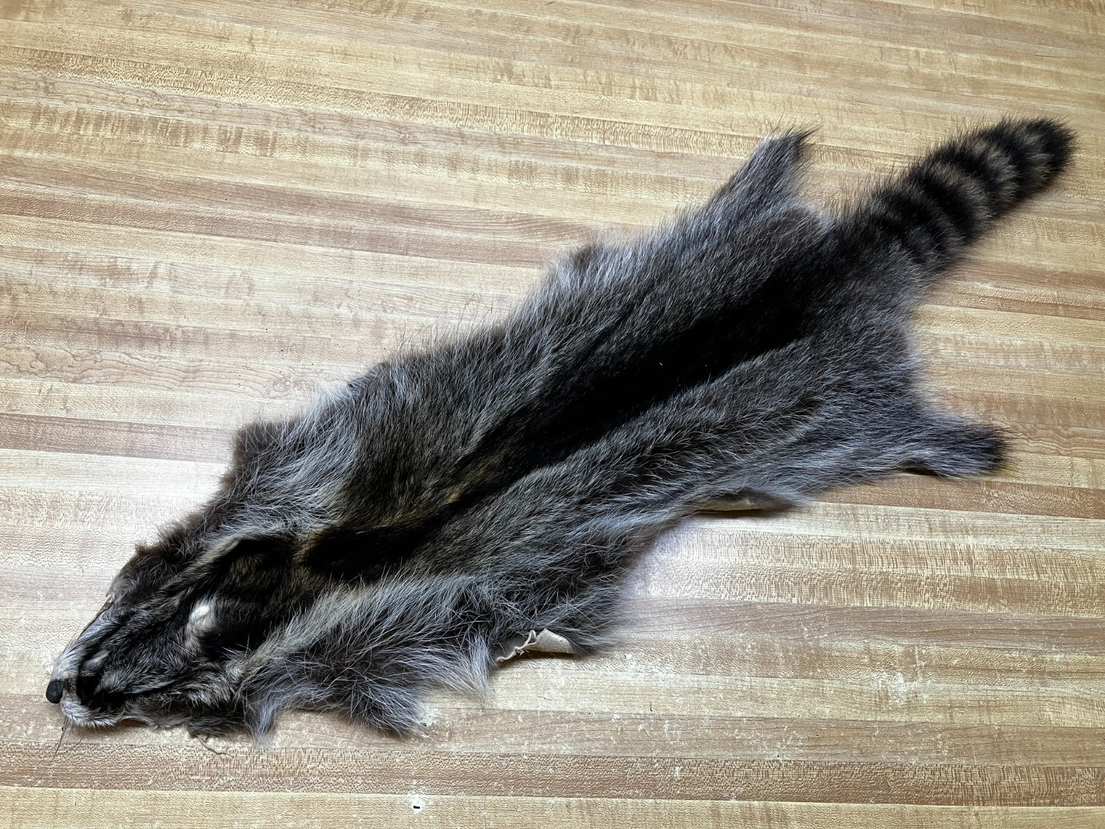Raccoon Hides, Pelts, Tanned