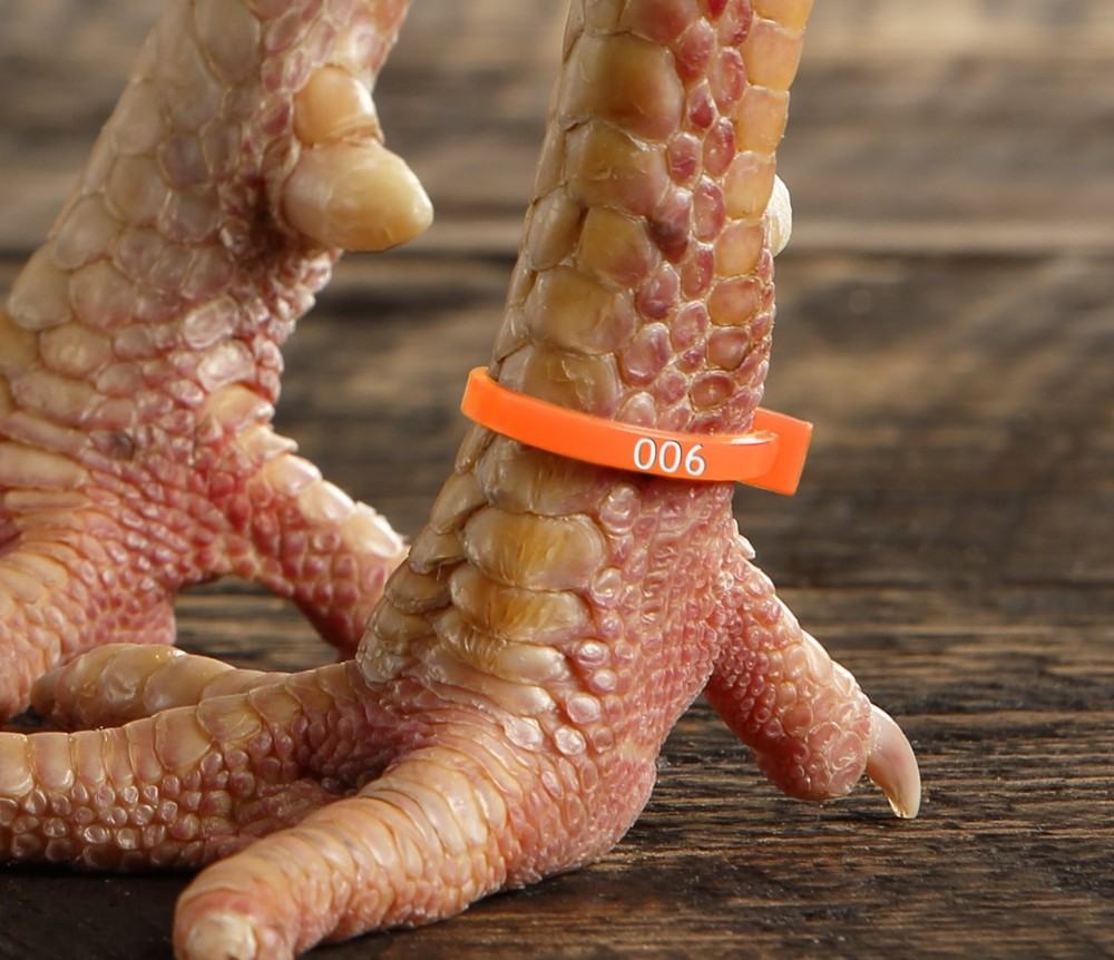 Numbered Poultry Leg Bands Fluorescent Chicken Tags 50 Pack