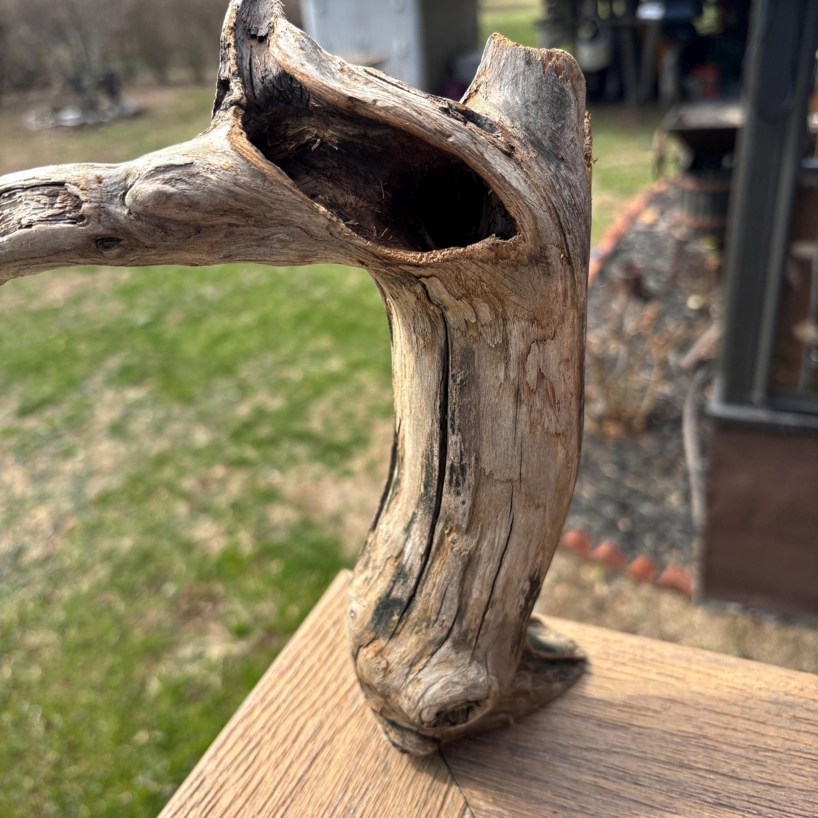 Small Tree Shaped Driftwood 9x3x7 – Sculptural Wood with Hollows Aquarium