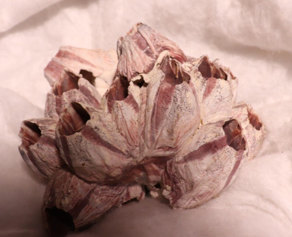 Barnacles Fossil Shell Purple Cluster