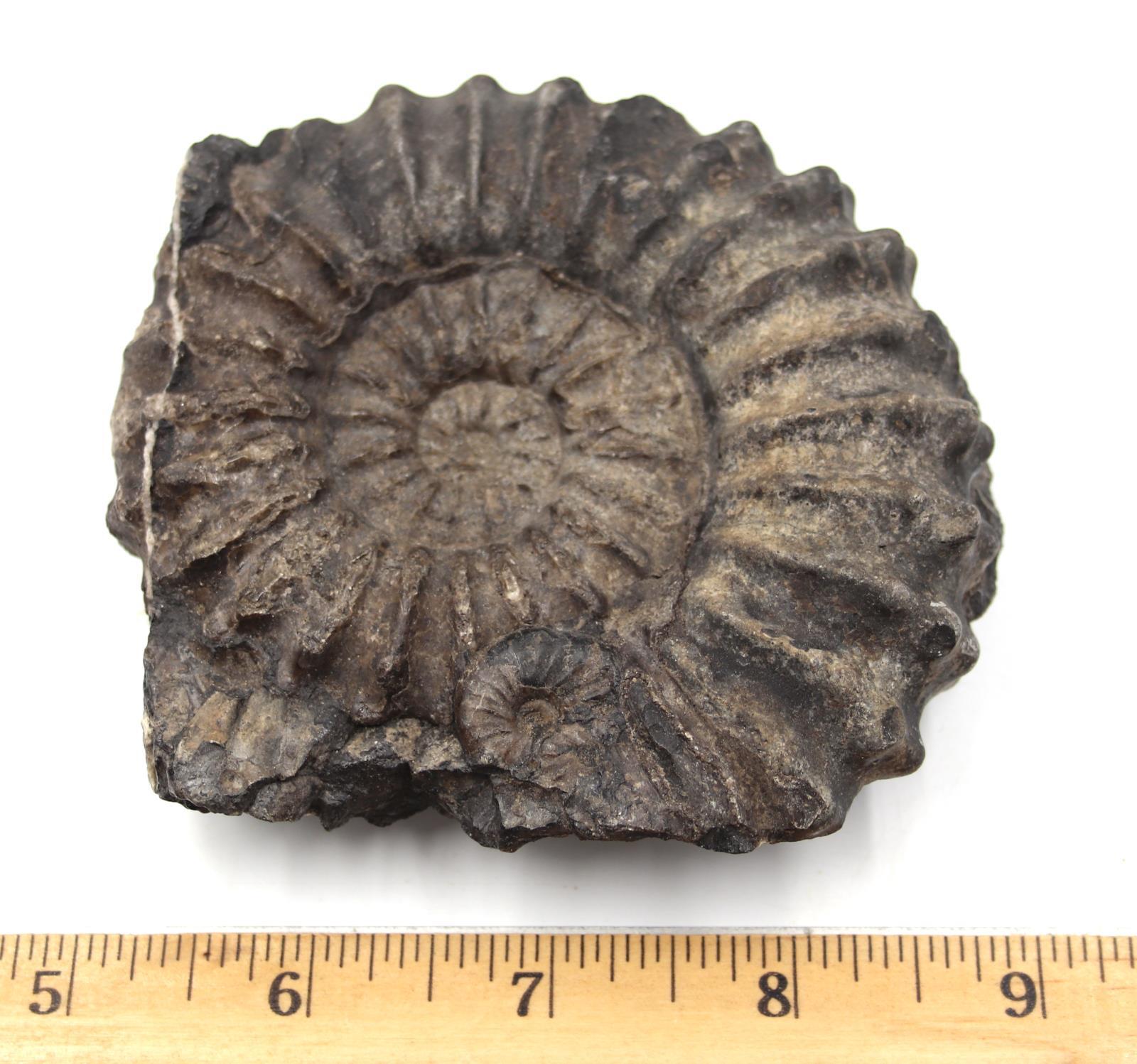Ammonite Prolyelliceras Fossil Peru 110 Million Years Old #18188