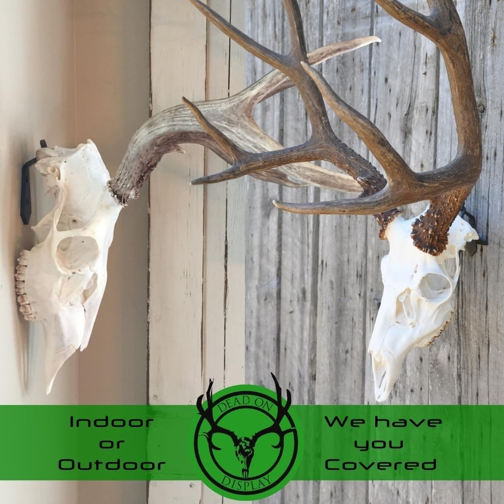 European Skull Mount Hanger - LARGE