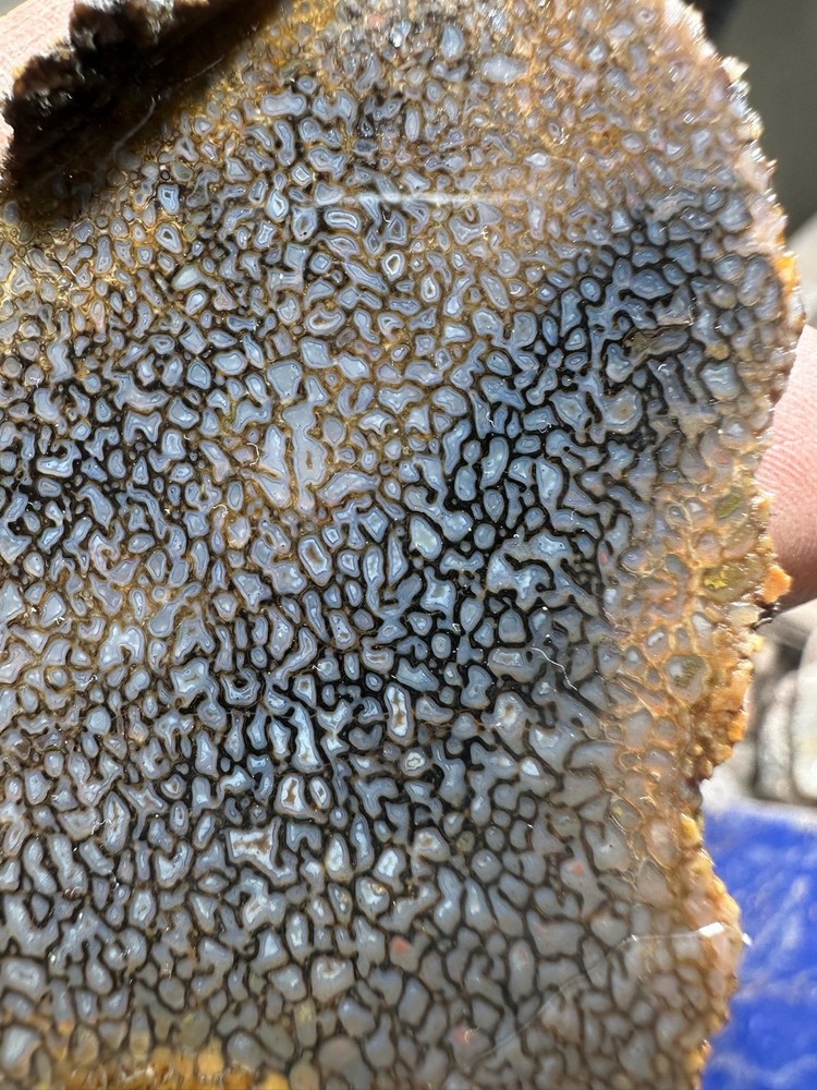Dinosaur bone rough **hxtled slab.
