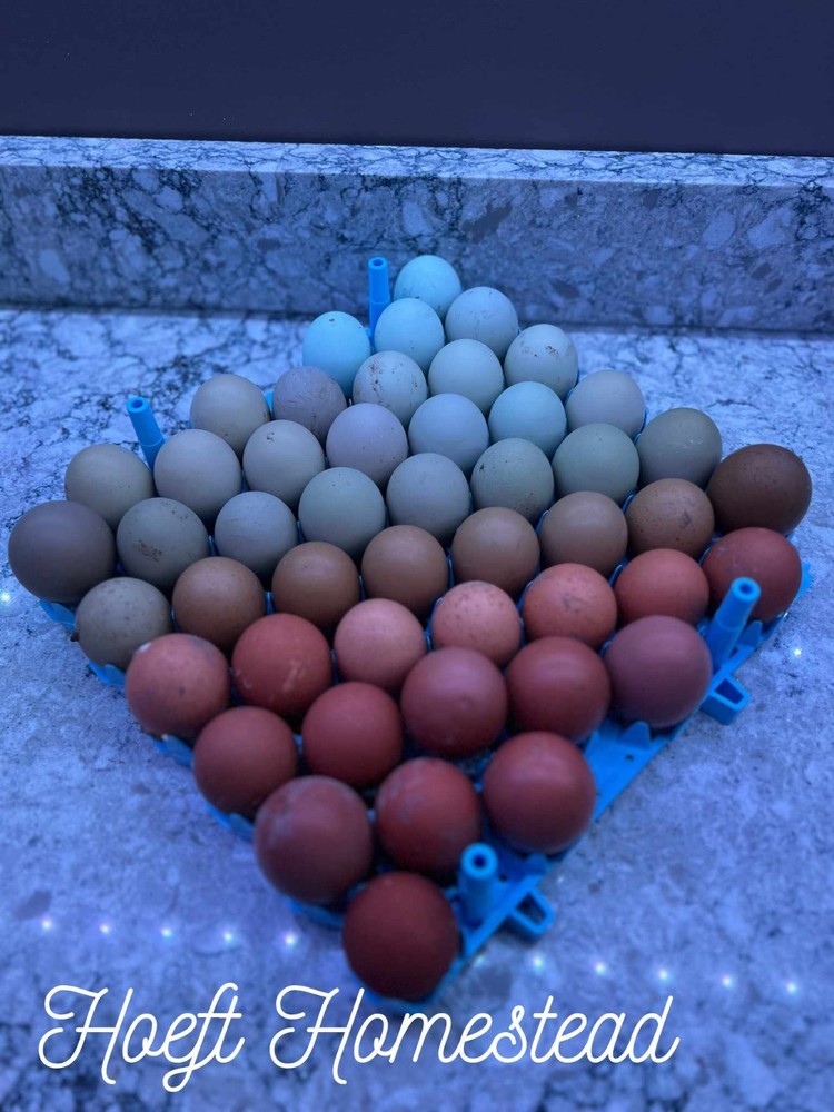 Auction for 12+2 Rainbow Egg Mix – Color-Packed Hatching Eggs
