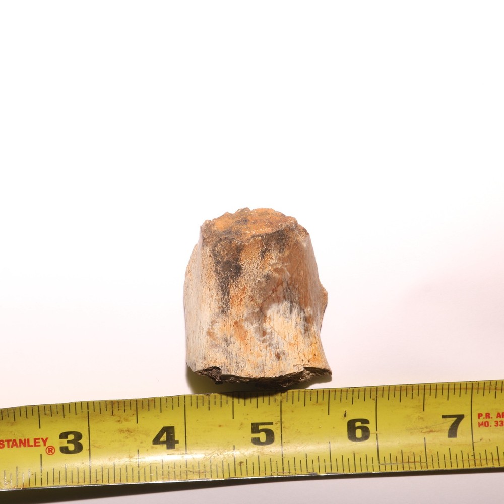 Dinosaur Bone Fossil - Hell Creek Formation - Cretaceous