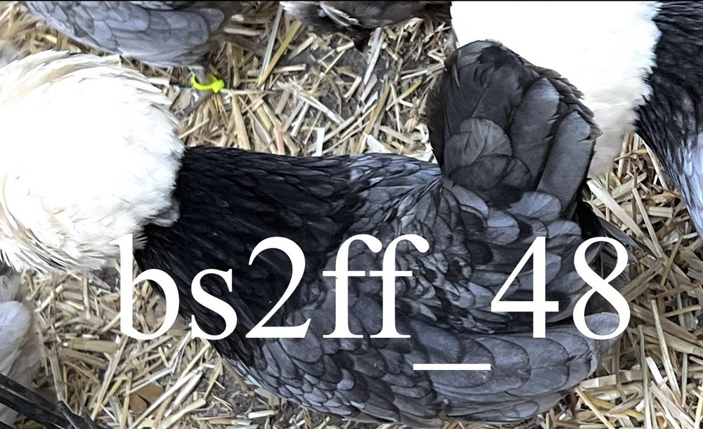 24+ Polish Hatching Eggs Variety Pack