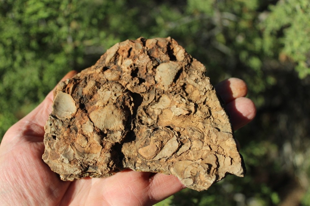 RARE Locality - Superb Display Specimen - Brachiopod/Shell Fossil - DEVONIAN