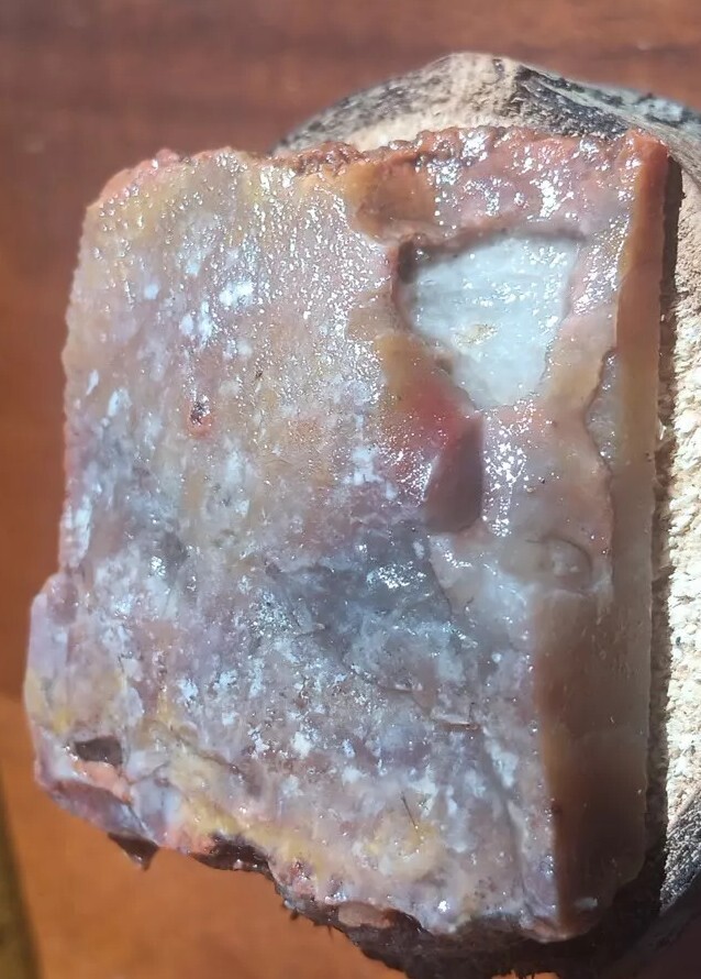 Volcanic Petrified Wood Limb Casting End Cut From Cube Utah See Cube