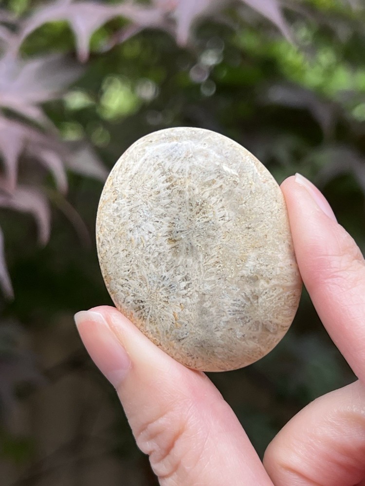 Fossilized Coral Crystal Palmstone AAA+ 39