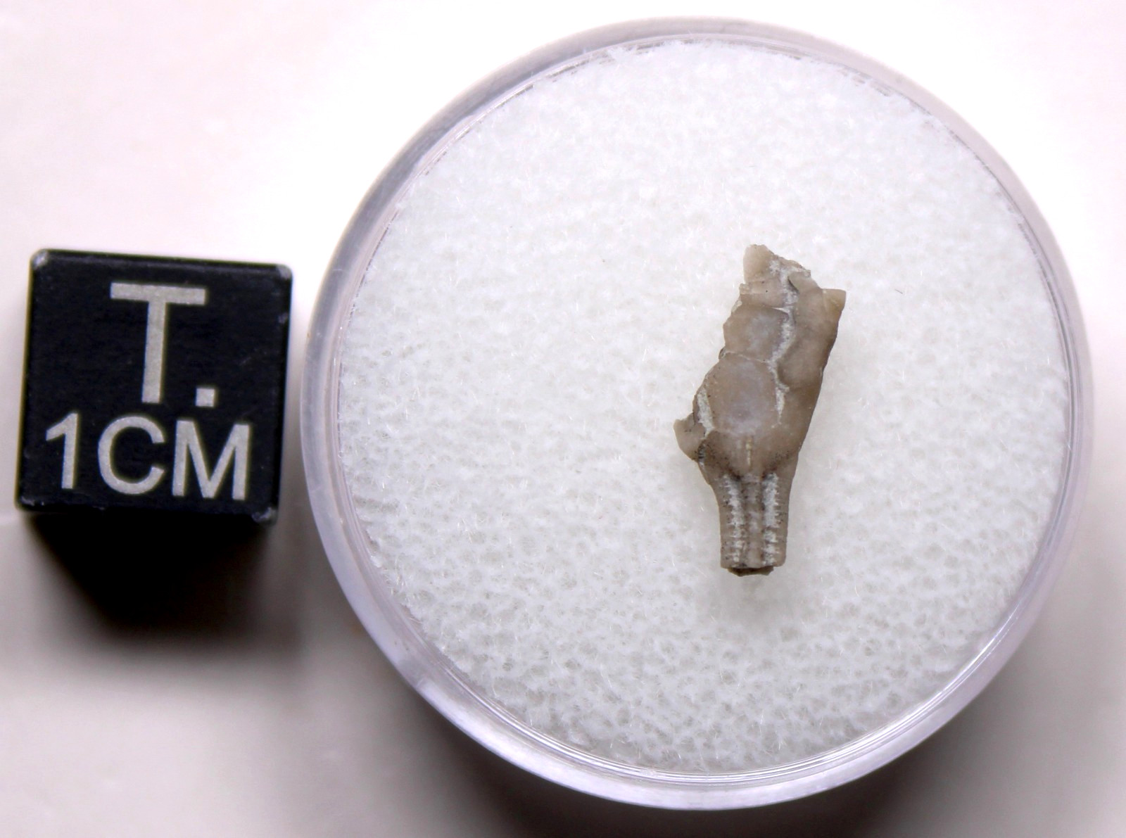 Dendrocrinus Crinoid Fossil Ordovician Kentucky Lexington Limestone