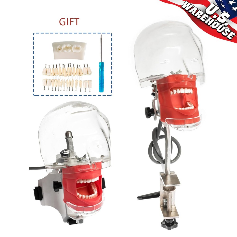 Dental Simulator Manikin Phantom Head Model with Removable Teeth for Training