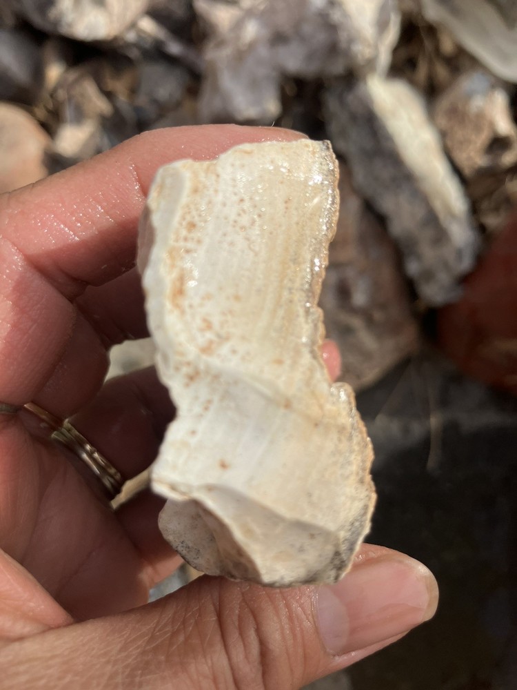 Opalized Petrified Wood