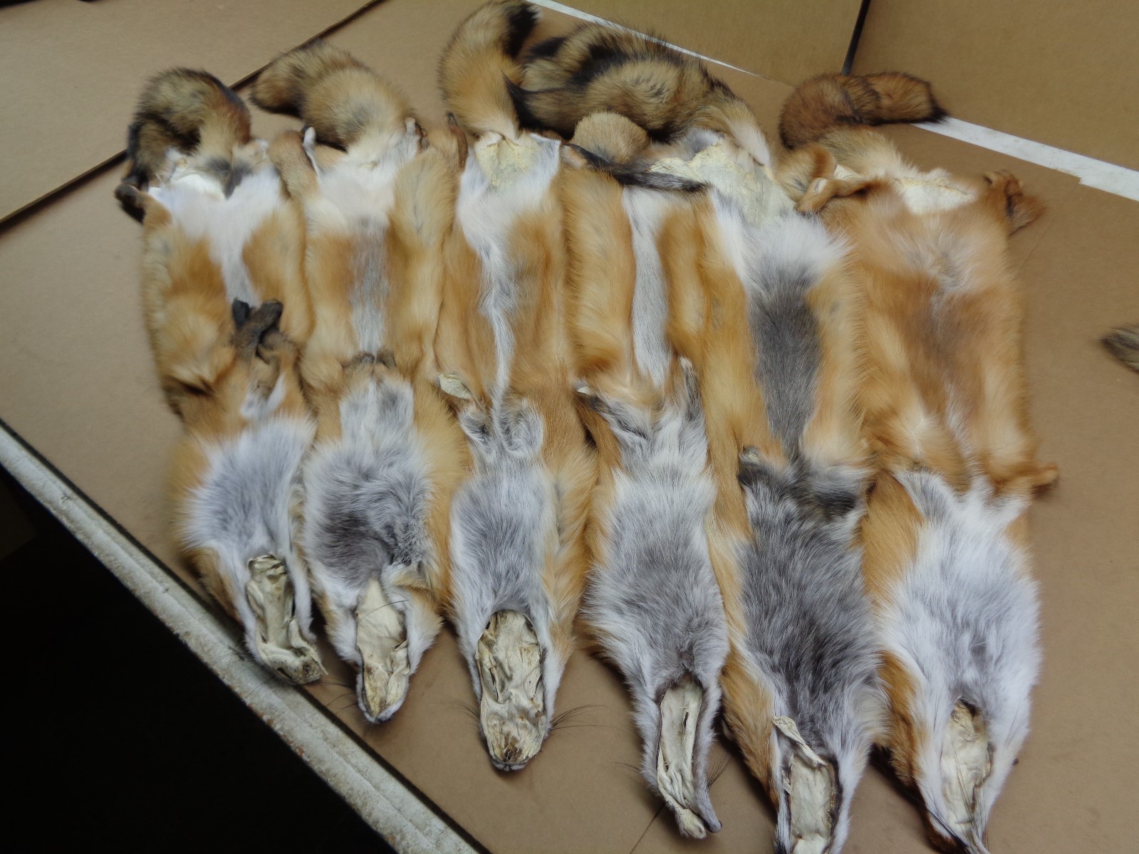 Tanned #1 Red Fox Hides/Furs/Trapping/Taxidermy/Crafts/Freshly tanned/USA furs