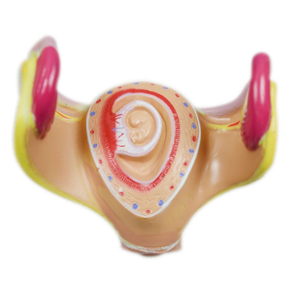 8Pcs PVC Human Anatomical Pregnancy Embryonic Development Process Teaching Model