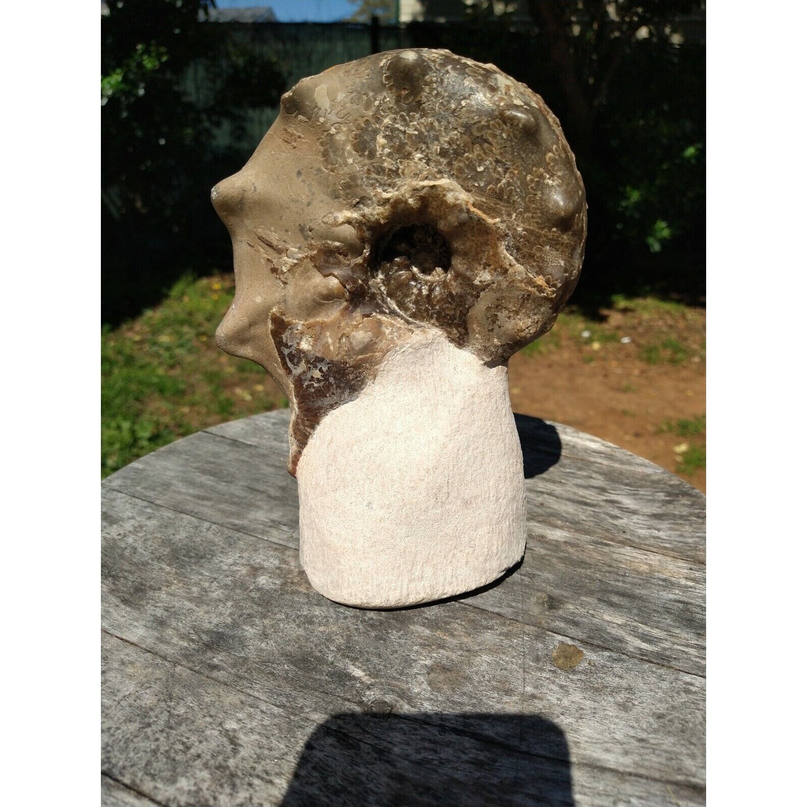 Mammites Nodosoides Ammonite Species.