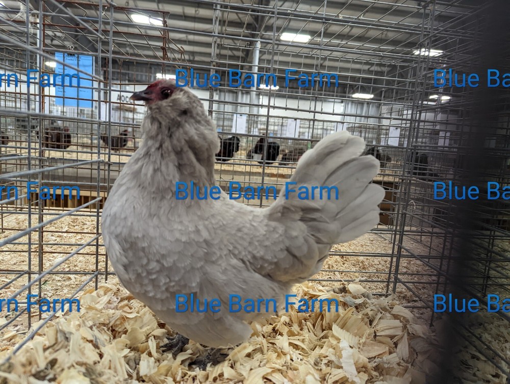 8 Asstd Bantam Hatching Eggs Mille Fleur d'Uccles, Self-Blue, Porcelain d'Anvers